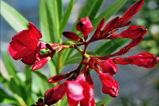 Oleander