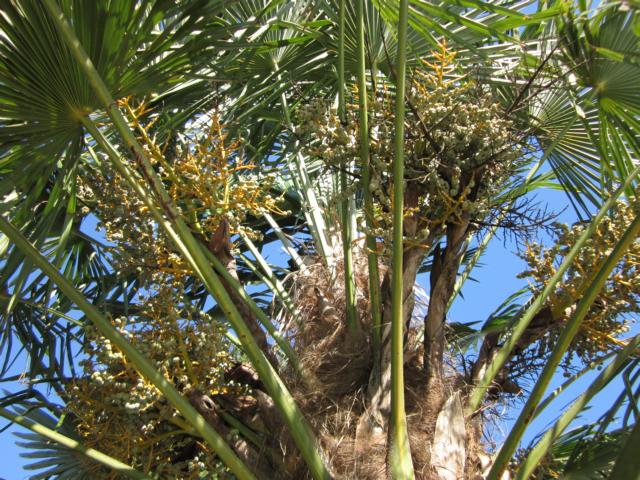 Gartenansicht der Villa Verena